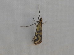 Metallarcha tetraplaca