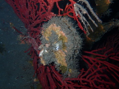 Pteria sterna