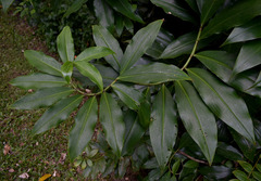 Costus dubius