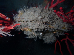 Pteria sterna