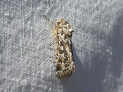 Ectopatria euglypta