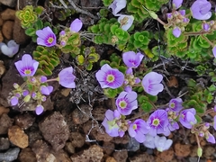 Veronica hookeriana