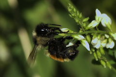 Bombus ternarius