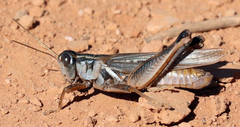 Melanoplus packardii