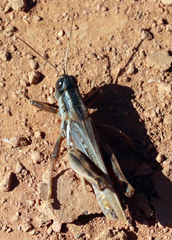 Melanoplus packardii