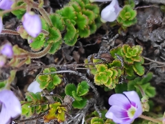 Veronica hookeriana
