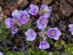 Veronica hookeriana