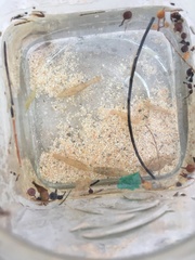 Leander tenuicornis