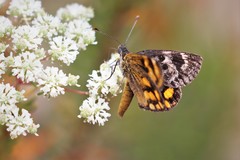 Synemon parthenoides