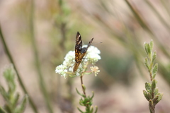 Synemon parthenoides