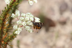 Synemon parthenoides