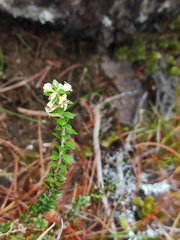 Epacris alpina