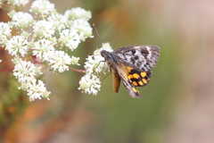 Synemon parthenoides