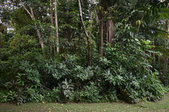 Costus dubius
