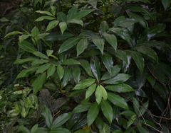Costus dubius