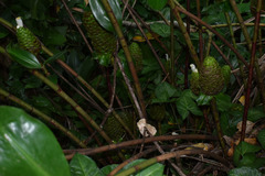 Costus dubius