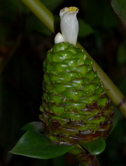 Costus dubius