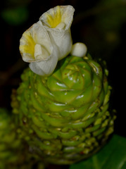 Costus dubius