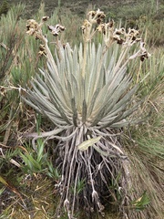 Espeletia killipii