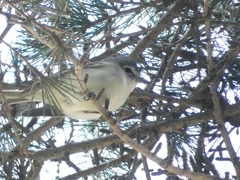 Vireo plumbeus