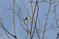 Hemithraupis flavicollis