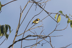 Hemithraupis flavicollis