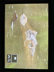 Caiman crocodilus crocodilus