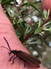 Metriorrhynchus variipennis