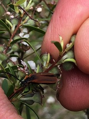 Metriorrhynchus variipennis