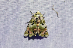 Heterochroma hypatia