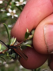 Metriorrhynchus variipennis