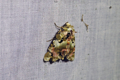 Heterochroma hypatia