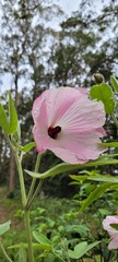 Hibiscus splendens