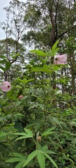 Hibiscus splendens