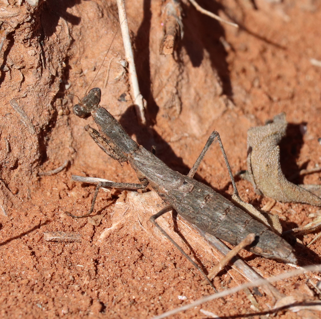 Agile Ground Mantis