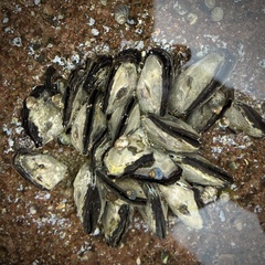 Isognomon