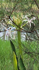 Crinum pedunculatum