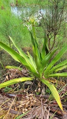 Crinum pedunculatum