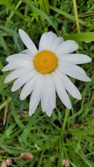 Leucanthemum × superbum
