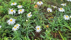 Leucanthemum × superbum