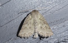 Declana niveata