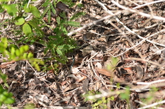 Pholidoscelis auberi