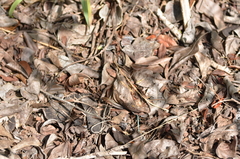Pholidoscelis auberi