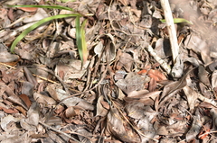 Pholidoscelis auberi