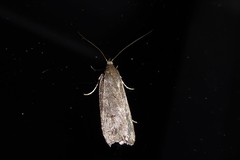 Phaeosaces apocrypta