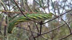Coequosa triangularis