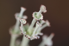 Cladonia rappii