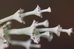 Cladonia rappii