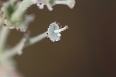 Cladonia rappii