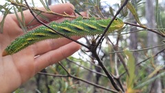 Coequosa triangularis